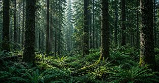 Puzzles Forest