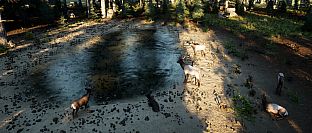 Wilderness Survival: The Conservationist