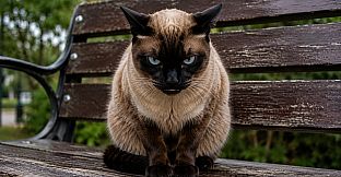 Puzzles Evil Cats