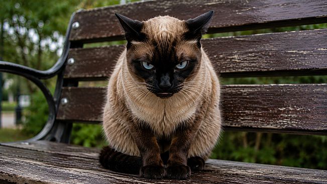 Puzzles Evil Cats