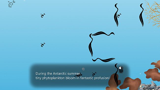 Euphausia superba: The Antarctic Krill