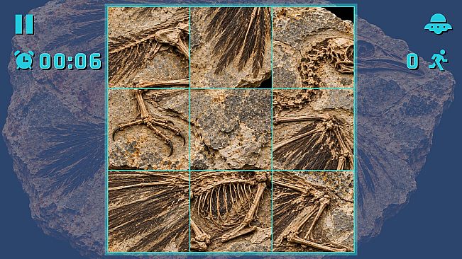 Puzzle Fossils