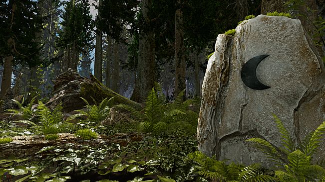 Shinrin-yoku: Forest Meditation and Relaxation