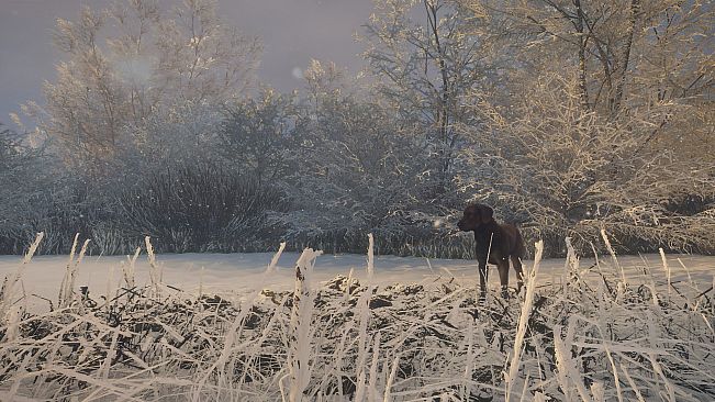 theHunter: Call of the Wild - Labrador Retriever