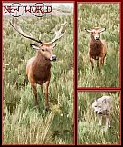 Crow Forest: New World