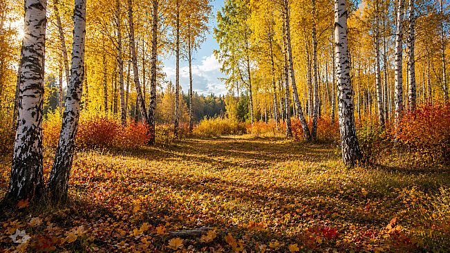 Puzzles Forest