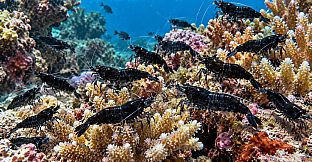 Puzzle Shrimps