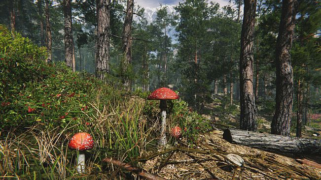 Mushroom Collector Simulator