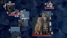 Puzzles for smart: Cats