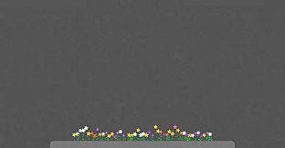 Butterflies & Bloom