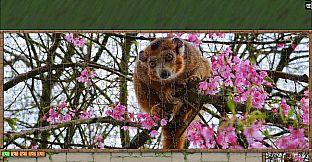 Jigsaw Puzzle Pack - Pixel Puzzles Ultimate: Primates