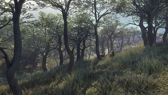theHunter: Call of the Wild - Parque Fernando