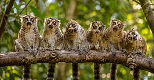 Puzzles: Monkey