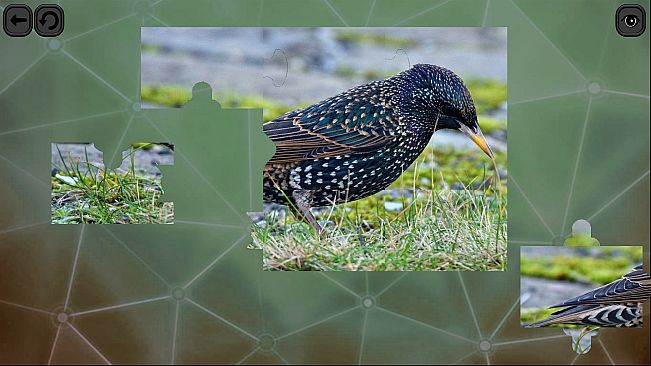 Puzzles for smart: Birds