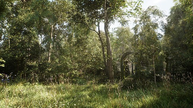 NextVisuals Benchmark Forest