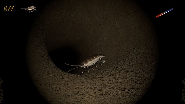 A little Jumpingspider's Garden Adventure (Day 1+2)