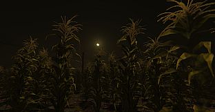 Cornfield