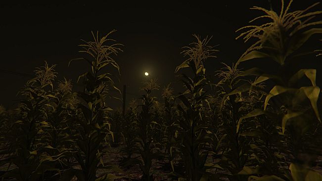 Cornfield