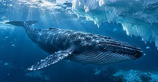 Puzzle Whales