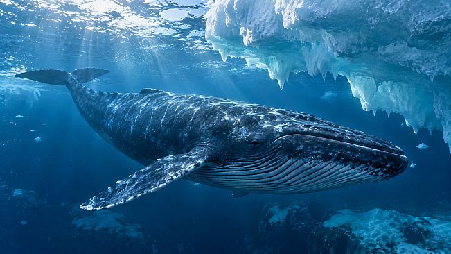 Puzzle Whales
