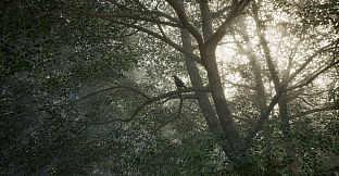 Obey the Rules: Forest