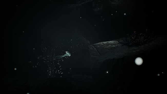 JELLYFISH