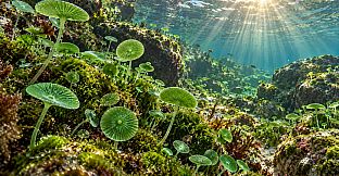 Puzzle Algae