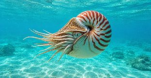 Puzzle Mollusks