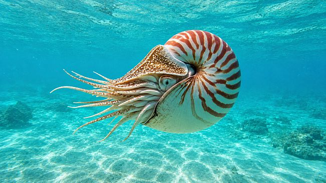 Puzzle Mollusks