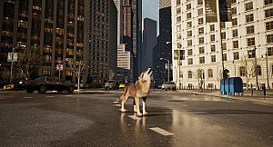 Pigeon Flight Simulator