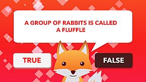 True or False Universe