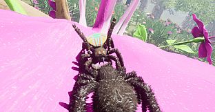 Peacock Jumping Spider - Drunk On Nectar