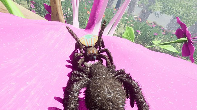 Peacock Jumping Spider - Drunk On Nectar