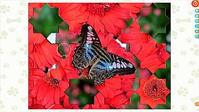 Puzzle Escapes: Paws & Claws