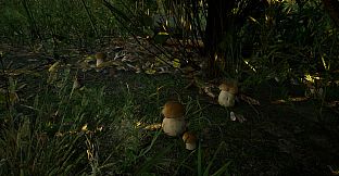 Forest Doesn’t Care