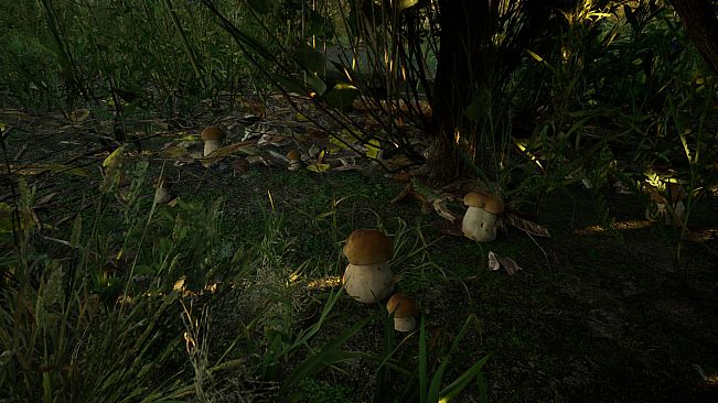 Forest Doesn’t Care