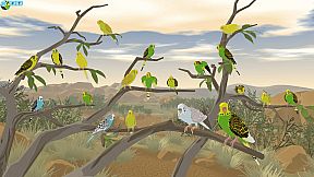 Budgie Genetics Simulator