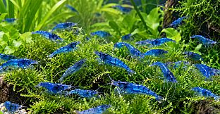 Puzzle Shrimps