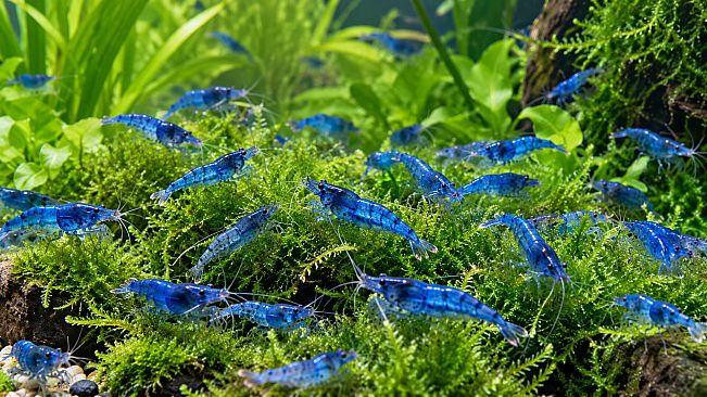 Puzzle Shrimps