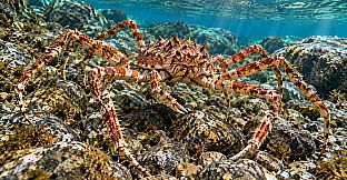 Puzzle Crustaceans Artbook