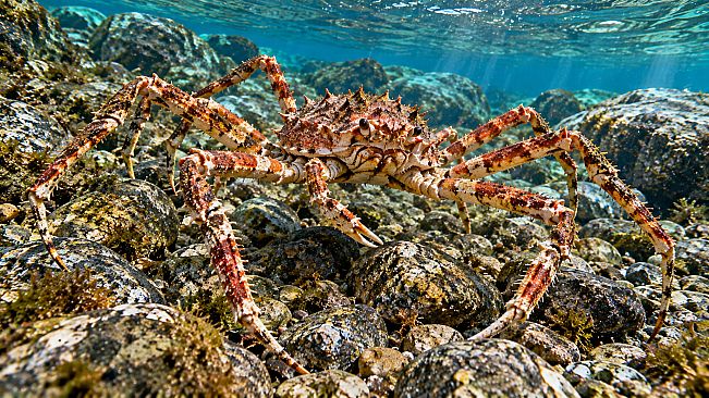 Puzzle Crustaceans Artbook