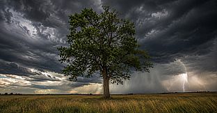 Puzzles Trees