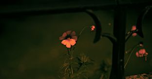 垂钓日记 The Sailor's Guide to Game Design - Nature 摄影集