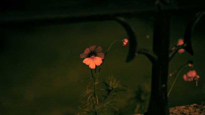 垂钓日记 The Sailor's Guide to Game Design - Nature 摄影集