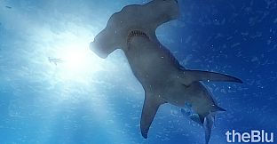 theBlu - Hammerhead Cove