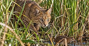 Puzzle Wild Cats