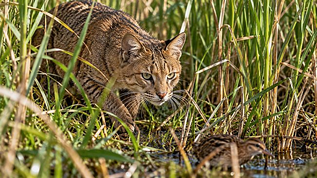 Puzzle Wild Cats