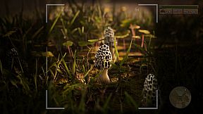 Morels: The Hunt