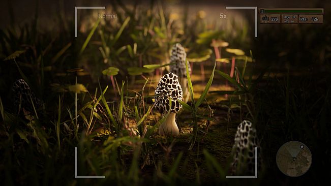 Morels: The Hunt