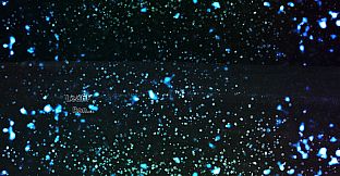 A Lily from the Lightless Water